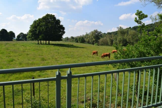 Kühe auf der Weide Weidende Kühe